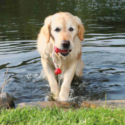 Trixie mOT-Fun gioco d'acqua per cani 9 x 22 cm Colori casuali TR-3236 Set di corde per cani