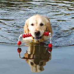 Trixie giocattolo ad acqua per cani "MOT-Long" 20 x42 cm Colore casuale TR-3241 Set di corde per cani