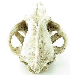 Crânio de animal predador, tamanho 24 x 13 x 13 cm, decoração de aquário FL-410220 Decoração e outros