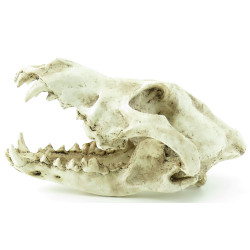 predator x skull