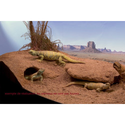 Zoo Med Substrate excavator 4.5 kg. XR10. for reptiles. Substrates