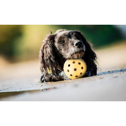 https://jardiboutique.com/29074-home_default/ball-with-7-cm-holes-especially-for-visually-impaired-and-blind-dogs.jpg