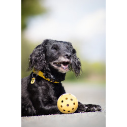 Trixie Balle avec trous 7 cm , spécialement pour les chiens malvoyants et aveugles Jouet pour chien