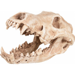 Crânio de animal predador, tamanho 24 x 13 x 13 cm, decoração de aquário FL-410220 Decoração e outros