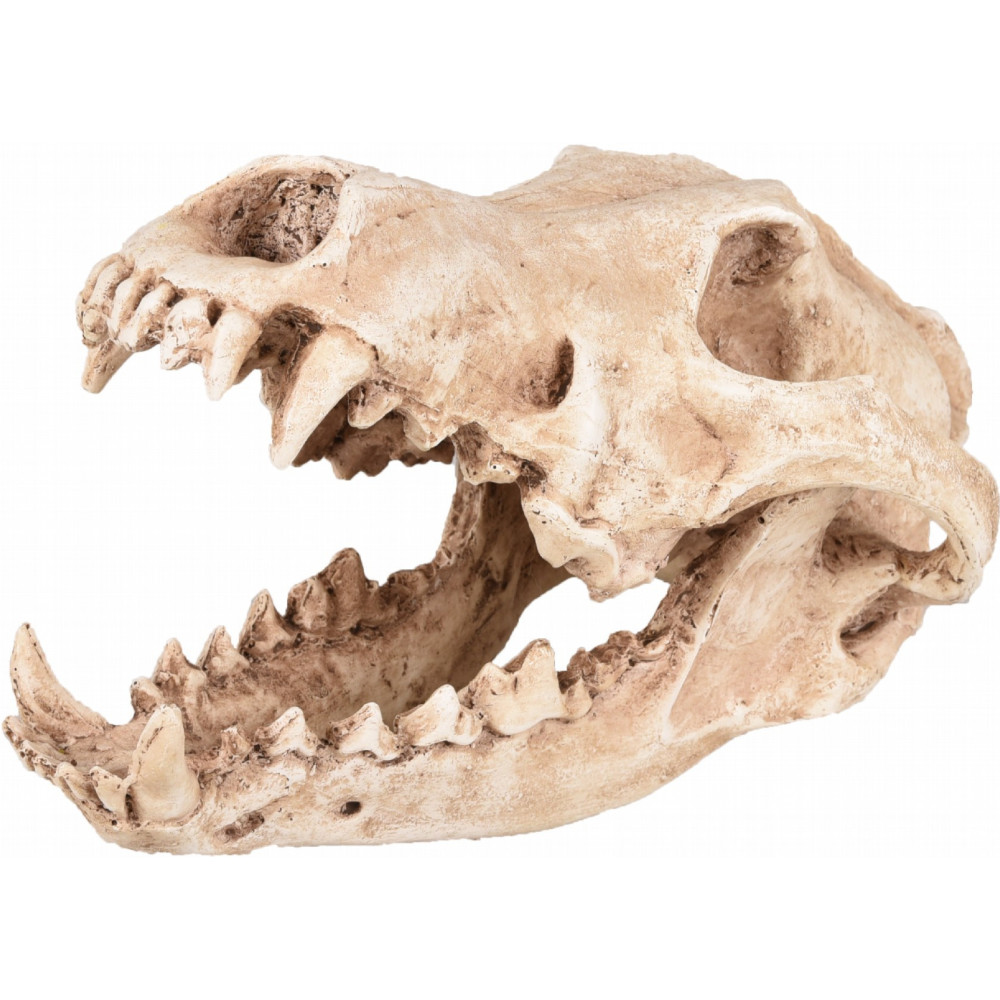 predator x skull
