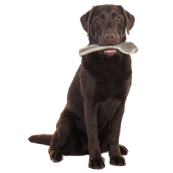 Chifre de veado bastão de mastigar Fácil, aprox. 18 cm, para cães com menos de 20 kg. ZO-482318 Doces mastigáveis