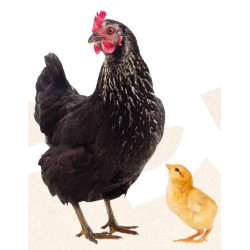 Natur' Tonic, groeibevorderaar voor kippen en kuikens 250 ml animallparadise AP-175533 Voedingssupplement