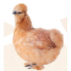 animallparadise Natur' Pic, embellit le plumage pour poules 250 ml Complément alimentaire