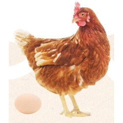 animallparadise Natur' Ponte, Ergänzungsfuttermittel fördert die Legeleistung für Hühner 250 ml. AP-175530 Nahrungsergänzungs...