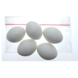 animallparadise 5 Kunst-Eier aus Kunststoff ø 2.3 cm für Calopsitte-Vögel, Unzertrennliche, Agapornis AP-110213-x5 Faux oeuf