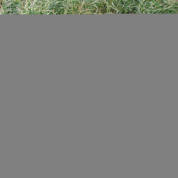 Klassiek hondenhok. Maat L. 116 x 82 x 79 cm. voor Golden Retriever type honden. animallparadise AP-39553 Hondenhok
