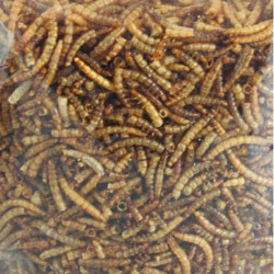 PickNick minhocas de refeição secas 540g balde para aves AP-FL-2010013 alimentos para insectos