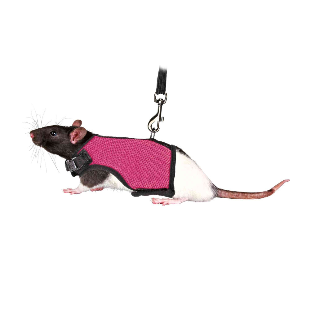 animallparadise Harnais doux avec laisse 1,2 m , pour rats couleur aléatoire Colliers, laisses, harnais