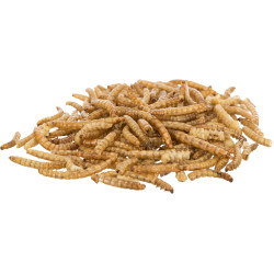 Larvas de verme de farinha seca 70 gr. TR-60792 Petiscos e suplementos