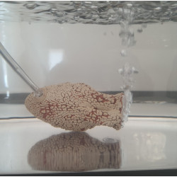 animallparadise Gorgogliatore a brocca da 10 cm per acquario AP-ZO-355607 pietra d'aria