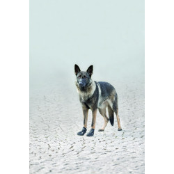 Buty ochronne Walker Active rozmiar: L-XL dla psów. AP-TR-19466 animallparadise