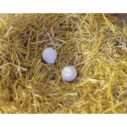 animallparadise 2 White plaster dummy egg for hen Accessory