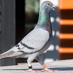 animallparadise 18 bagues en plastique ø 8mm identification pigeons Accessoire
