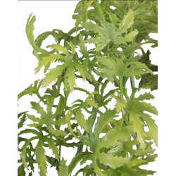 Decoratieve plant van plastic imitatie canna... jamaica, ongeveer 56 cm lang. animallparadise AP-ZO-387833 Decoratie en andere