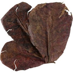 zolux Catappa lot de 14 feuilles de badamier de plus de 20 cm Tests, traitement de l'eau