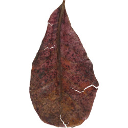 ZO-356076 zolux Catappa lote de 14 hojas de badamier de más de 20 cm. Pruebas, tratamiento del agua