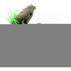 animallparadise Wurzel und Pflanze. Größe: 30 x 12 x 27 cm. Aquariendekoration. AP-FL-410170 Racine