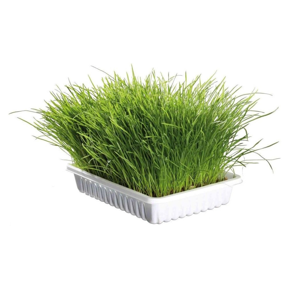 zolux Vassoio da 250 g di erba gatta depurativa naturale ZO-481550 Erba gatta
