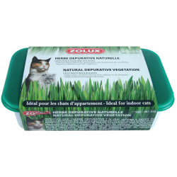 zolux Vassoio da 250 g di erba gatta depurativa naturale ZO-481550 Erba gatta