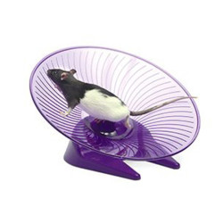Flamingo Pet Products Exercise disc ø 30.5 cm for rodents Roue