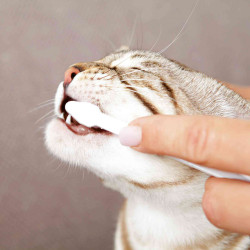 Trixie Set igiene dentale per gatti formaggio gusto gatto TR-25620 Cura della bellezza